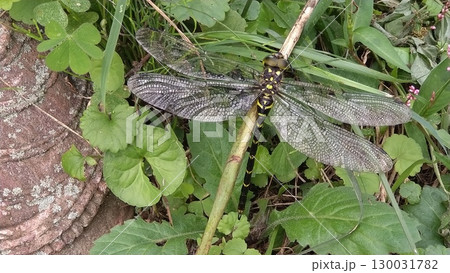 オニヤンマ 130031782