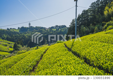 島田市の小夜の中山の茶畑の風景(静岡県) 130031890