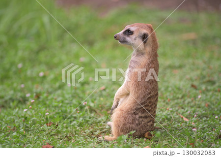 草の上に腰を下ろして遠くを眺めるミーアキャット 130032083