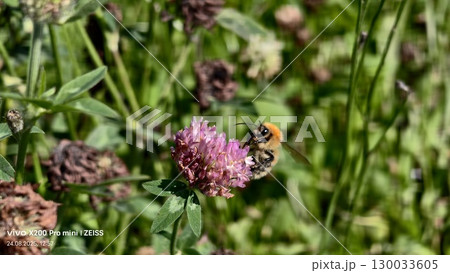 Bumblebee is actively pollinating a wildflower in a lush meadow Bumblebee is actively pollinating a wildflower in a lush meadow 130033605
