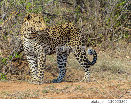 African Leopard alert and standing in the Bush in Kruger National Park, South Africa 130033863