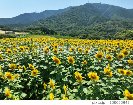 1ひまわり畑 130033945