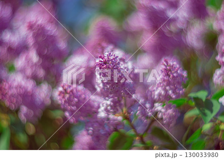 A branch of purple lilac with a strong bokeh effect 130033980
