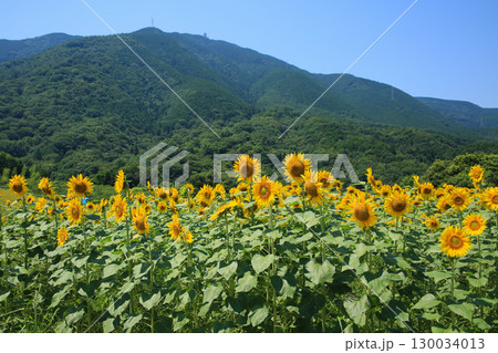 ひまわり畑 130034013