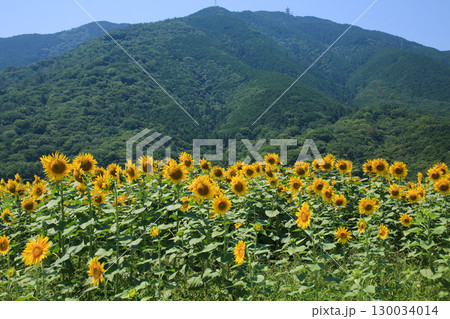 ひまわり畑 130034014