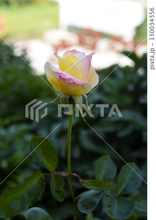 A small rose flower on a green bush. A light yellow rose flower. A small rose flower on a green bush. A light yellow rose flower. 130034356