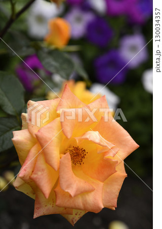 Orange roses in the garden. A large rose flower. A bright orange rosebud. Orange roses in the garden. A large rose flower. A bright orange rosebud. 130034357