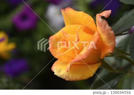 Orange roses in the garden. A large rose flower. A bright orange rosebud. 130034358