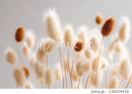 Dry grass close up. Selective focus. Beautiful withered plants on white. Creamy colour dried grass on white. Abstract brown flowers, herbs. Pastel natural colors. Neutral Earth tones. Pampas, seeds Dry grass close up. Selective focus. Beautiful withered plants on white. Creamy colour dried grass on white. Abstract brown flowers, herbs. Pastel natural colors. Neutral Earth tones. Pampas, seeds 130034430