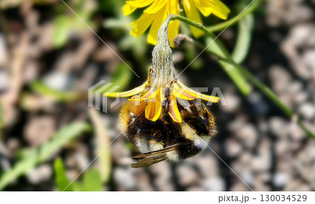Bumblebee is actively pollinating a wildflower in a lush meadow 130034529