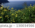菜の花の丘 130034566