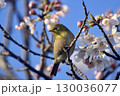 桜の蜜を吸うメジロ 130036077