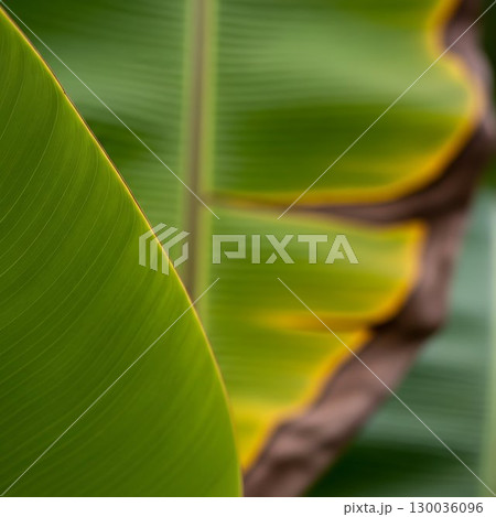 Close-up of tropical green leaf texture with natural veins visible. 130036096