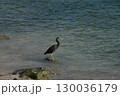 クロサギ 130036179