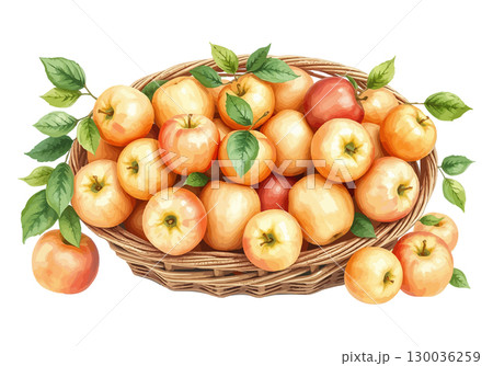 Watercolor vector illustration of a basket full of apples. 130036259