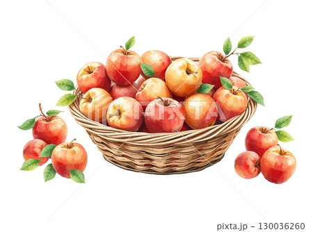 Watercolor vector illustration of a basket full of apples. 130036260