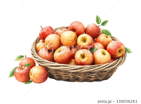 Watercolor vector illustration of a basket full of apples. 130036261