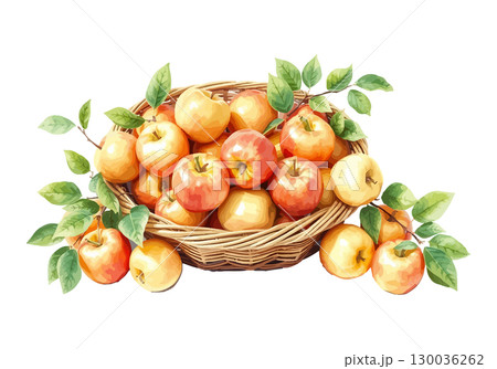 Watercolor vector illustration of a basket full of apples. 130036262
