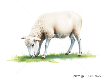 Watercolor vector illustration of a white sheep. 130036275