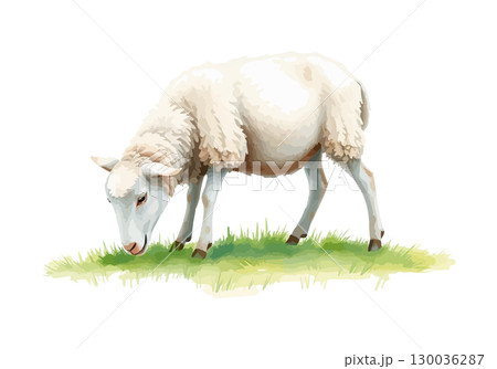 Watercolor vector illustration of a white sheep. Watercolor vector illustration of a white sheep. 130036287