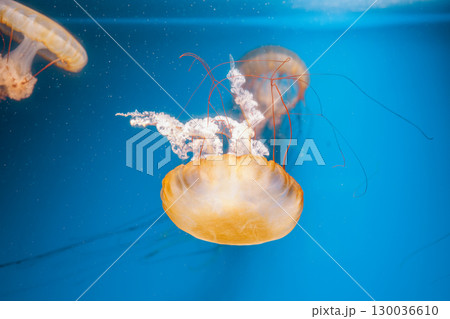underwater photography jellyfish Chrysaora fuscescens, Pacific sea nettle, West Coast sea nettle underwater photography jellyfish Chrysaora fuscescens, Pacific sea nettle, West Coast sea nettle 130036610