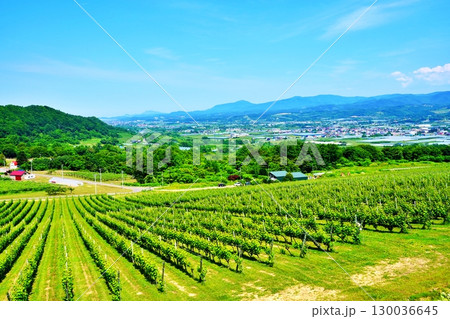 ニキヒルズワイナリー(NIKI Hills Winery)の風景 130036645