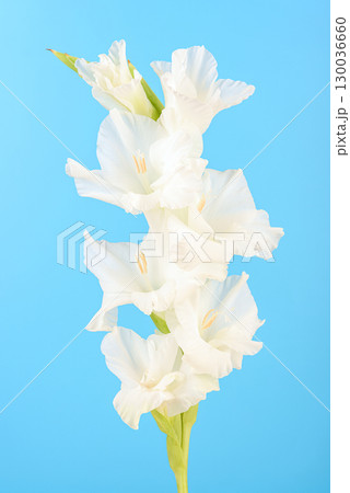 White blooming gladiolus buds on blue background. White blooming gladiolus buds on blue background. 130036660