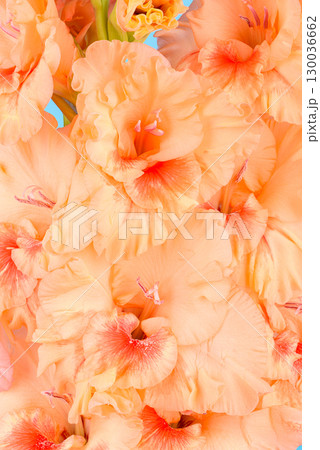 Full frame of blooming gladiolus buds in peach color. Full frame of blooming gladiolus buds in peach color. 130036662