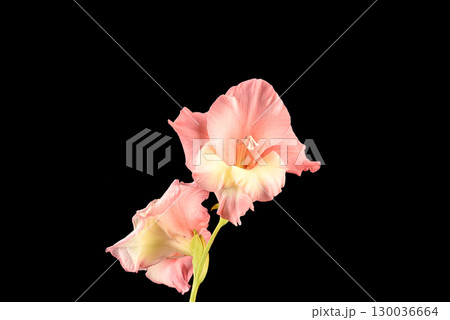 Pink blooming gladiolus buds on black background. Pink blooming gladiolus buds on black background. 130036664