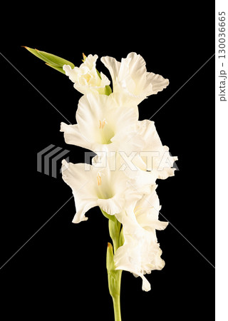 Delicate blooming gladiolus buds on a black background. Delicate blooming gladiolus buds on a black background. 130036665