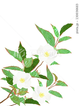 植物シャラの貼り絵切り絵イラスト 130036683