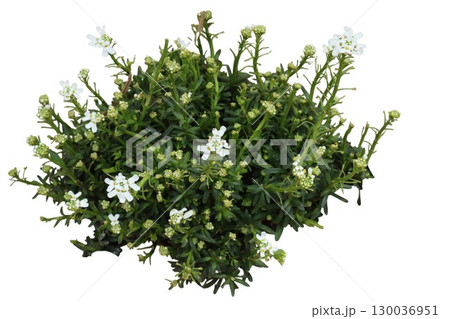 Candytuft iberis sempervirens showing dense green foliage and small white flowers Candytuft iberis sempervirens showing dense green foliage and small white flowers 130036951
