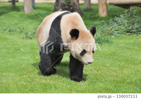 お散歩中の永明 130037211