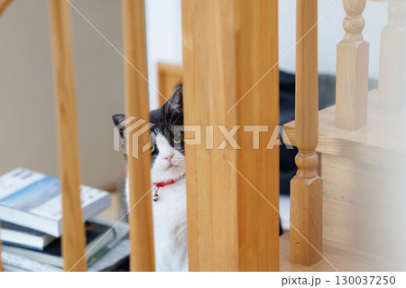 隙間から覗く猫 隙間から覗く猫 130037250