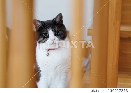 隙間から覗く猫 130037258