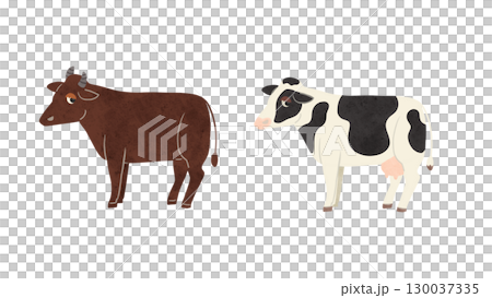 Brown beef cow and black and white dairy cow watercolor hand-drawn illustration 130037335