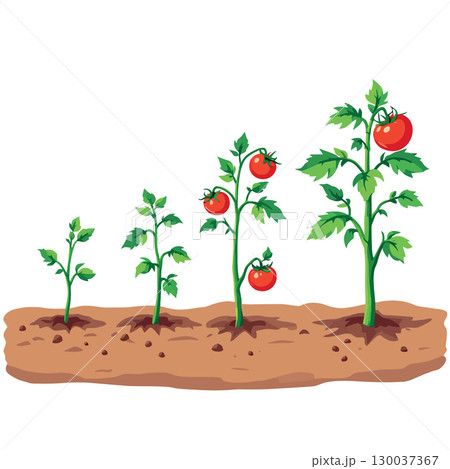 Tomato plant growing stages from seed to mature plant 130037367