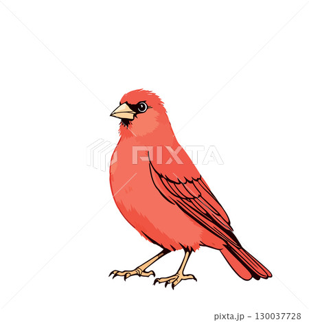 Summer tanager perching on branch with white background 130037728
