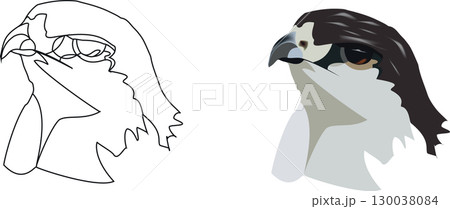 Close-up face of falcon bird of prey- 130038084