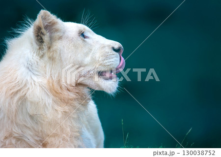 Rare white lion resting in serene environment enjoying the calm atmosphere 130038752