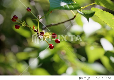 可愛い　サクラの実 130038778