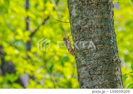 日本の横浜都市景観 夏の終わり…立秋(7日)が過ぎたが、厳しい暑さが続く…アブラゼミ=8月22日 日本の横浜都市景観 夏の終わり…立秋(7日)が過ぎたが、厳しい暑さが続く…アブラゼミ=8月22日 130039109