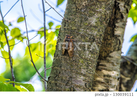 日本の横浜都市景観 夏の終わり…立秋(7日)が過ぎたが、厳しい暑さが続く…アブラゼミ＝8月22日 130039111