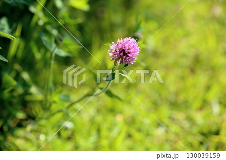可愛い アカツメクサの花 可愛い アカツメクサの花 130039159