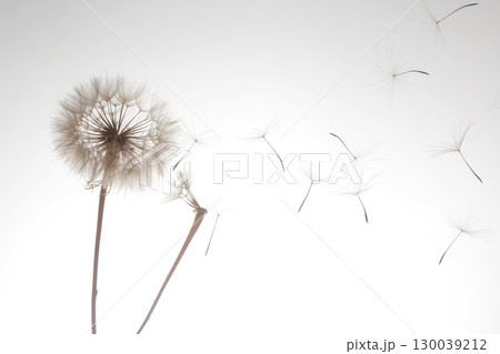 dandelion seeds fly from a flower on a light background. botany and bloom growth propagation. 130039212
