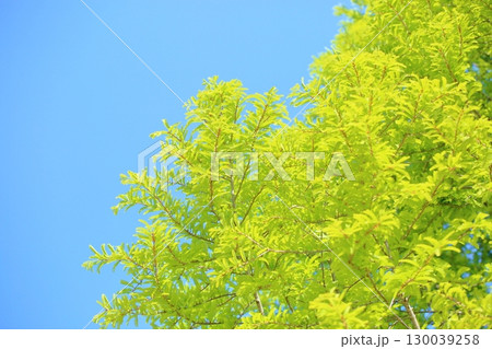 爽やか　メタセコイアの若葉 130039258