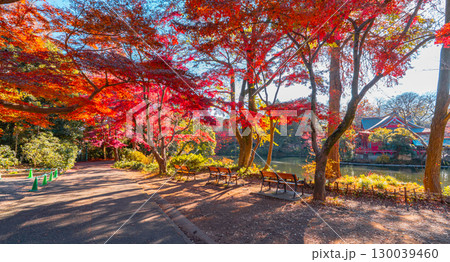 井の頭恩賜公園 秋の風景 （東京 吉祥寺） 130039460