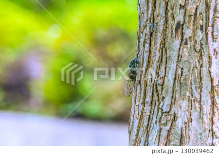 日本の横浜都市景観 夏の終わり…立秋(7日)が過ぎたが、厳しい暑さが続く…ミンミンゼミ＝8月22日 130039462