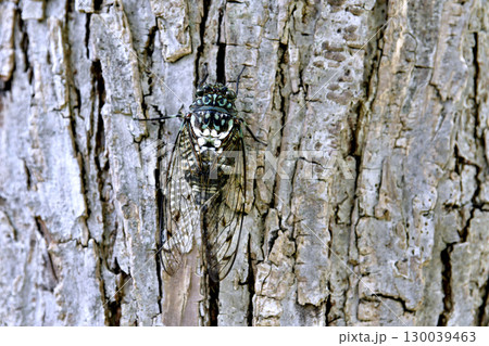 日本の横浜都市景観 夏の終わり…立秋(7日)が過ぎたが、厳しい暑さが続く…ミンミンゼミ=8月22日 日本の横浜都市景観 夏の終わり…立秋(7日)が過ぎたが、厳しい暑さが続く…ミンミンゼミ=8月22日 130039463