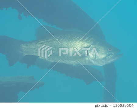 本栖湖のブラックバス 本栖湖のブラックバス 130039504